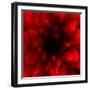 Flower Red Shade-Johan Lilja-Framed Giclee Print