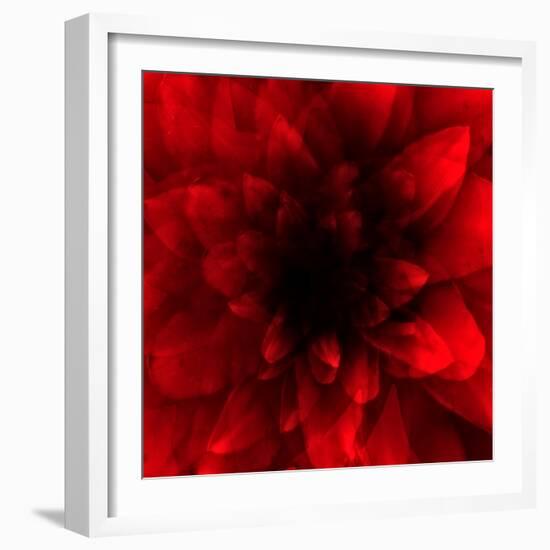 Flower Red Shade-Johan Lilja-Framed Giclee Print