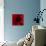 Flower Red Shade-Johan Lilja-Mounted Giclee Print displayed on a wall