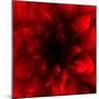 Flower Red Shade-Johan Lilja-Mounted Giclee Print