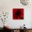 Flower Red Shade-Johan Lilja-Stretched Canvas displayed on a wall