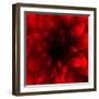 Flower Red Shade-Johan Lilja-Framed Premium Giclee Print