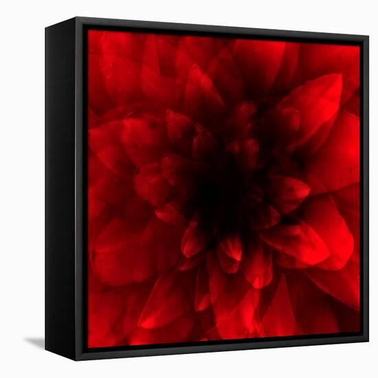 Flower Red Shade-Johan Lilja-Framed Stretched Canvas