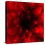 Flower Red Shade-Johan Lilja-Stretched Canvas