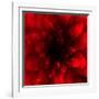 Flower Red Shade-Johan Lilja-Framed Giclee Print