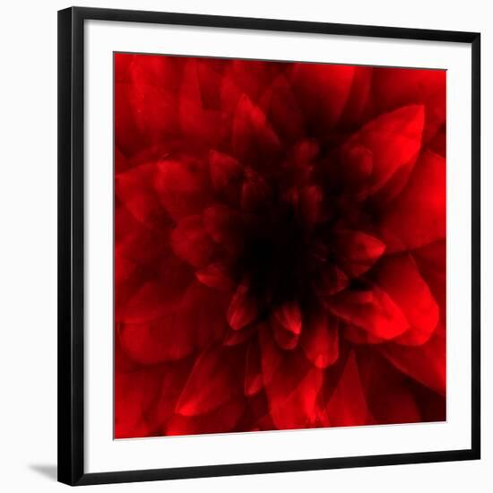 Flower Red Shade-Johan Lilja-Framed Giclee Print