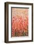 Flower Series 9-null-Framed Art Print