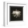 Flower Series I-Walter Gritsik-Framed Art Print