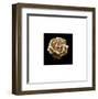 Flower Series III-Walter Gritsik-Framed Art Print