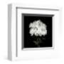 Flower Series IX-Walter Gritsik-Framed Art Print