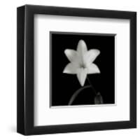 Flower Series VI-Walter Gritsik-Framed Art Print