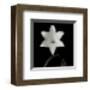 Flower Series VI-Walter Gritsik-Framed Art Print