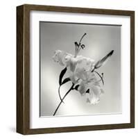 Flower Series X-Walter Gritsik-Framed Art Print