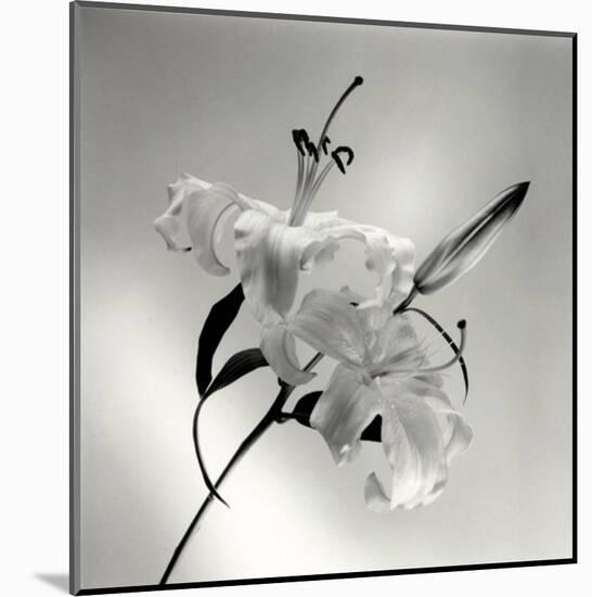 Flower Series X-Walter Gritsik-Mounted Art Print