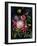 Flower Show II-Julia Purinton-Framed Art Print