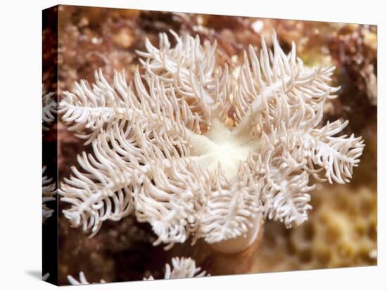 Flower Soft Coral (Clavularia Sp.), Sulawesi, Indonesia, Southeast Asia, Asia-Lisa Collins-Stretched Canvas