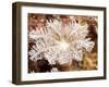 Flower Soft Coral (Clavularia Sp.), Sulawesi, Indonesia, Southeast Asia, Asia-Lisa Collins-Framed Photographic Print