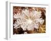 Flower Soft Coral (Clavularia Sp.), Sulawesi, Indonesia, Southeast Asia, Asia-Lisa Collins-Framed Photographic Print