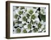 Flower, St. Paul Island, Alaska, USA-William Sutton-Framed Photographic Print