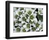 Flower, St. Paul Island, Alaska, USA-William Sutton-Framed Photographic Print