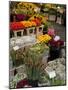 Flower Stall, Bloemenmarkt, Amsterdam, Holland, Europe-Frank Fell-Mounted Photographic Print