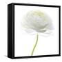 Flower still life with white background (ranunculus flower)-Savanah Plank-Framed Stretched Canvas