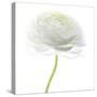 Flower still life with white background (ranunculus flower)-Savanah Plank-Stretched Canvas