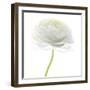 Flower still life with white background (ranunculus flower)-Savanah Plank-Framed Photographic Print