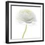 Flower still life with white background (ranunculus flower)-Savanah Plank-Framed Photographic Print