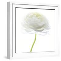 Flower still life with white background (ranunculus flower)-Savanah Plank-Framed Photographic Print