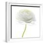 Flower still life with white background (ranunculus flower)-Savanah Plank-Framed Photographic Print