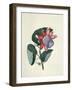 Flower Studies, 18Th Century (Watercolour)-Peter Brown-Framed Giclee Print