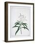 Flower Studies, 18th Century-Peter Brown-Framed Giclee Print