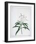 Flower Studies, 18th Century-Peter Brown-Framed Giclee Print