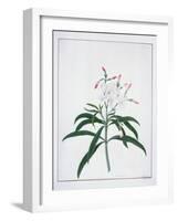 Flower Studies, 18th Century-Peter Brown-Framed Giclee Print