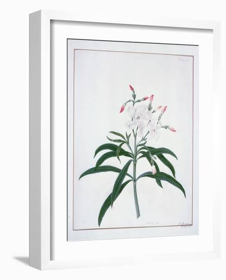 Flower Studies, 18th Century-Peter Brown-Framed Giclee Print