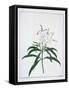 Flower Studies, 18th Century-Peter Brown-Framed Stretched Canvas