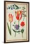 Flower Studies-Nicolas Robert-Framed Giclee Print