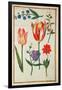 Flower Studies-Nicolas Robert-Framed Giclee Print