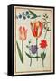 Flower Studies-Nicolas Robert-Framed Stretched Canvas