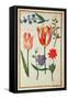 Flower Studies-Nicolas Robert-Framed Stretched Canvas