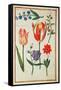 Flower Studies-Nicolas Robert-Framed Stretched Canvas