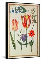 Flower Studies-Nicolas Robert-Framed Stretched Canvas