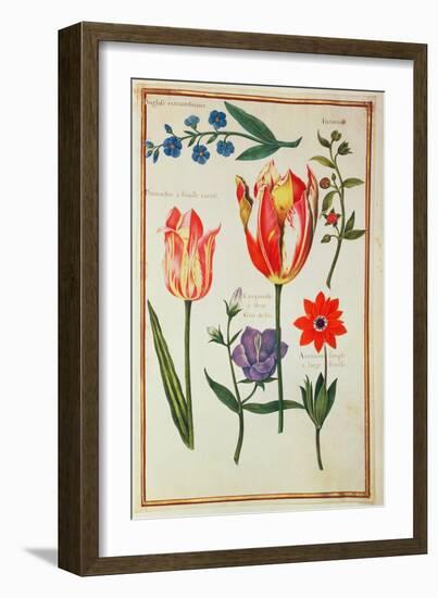 Flower Studies-Nicolas Robert-Framed Giclee Print