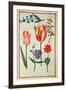 Flower Studies-Nicolas Robert-Framed Giclee Print