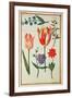 Flower Studies-Nicolas Robert-Framed Giclee Print