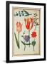 Flower Studies-Nicolas Robert-Framed Giclee Print