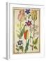 Flower Studies-Nicolas Robert-Framed Giclee Print