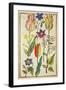 Flower Studies-Nicolas Robert-Framed Giclee Print