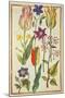Flower Studies-Nicolas Robert-Mounted Giclee Print